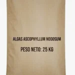 ALGAS ASCOPHYLLUM NODOSUM